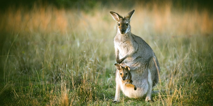 Coombabah Lake Nature Reserve